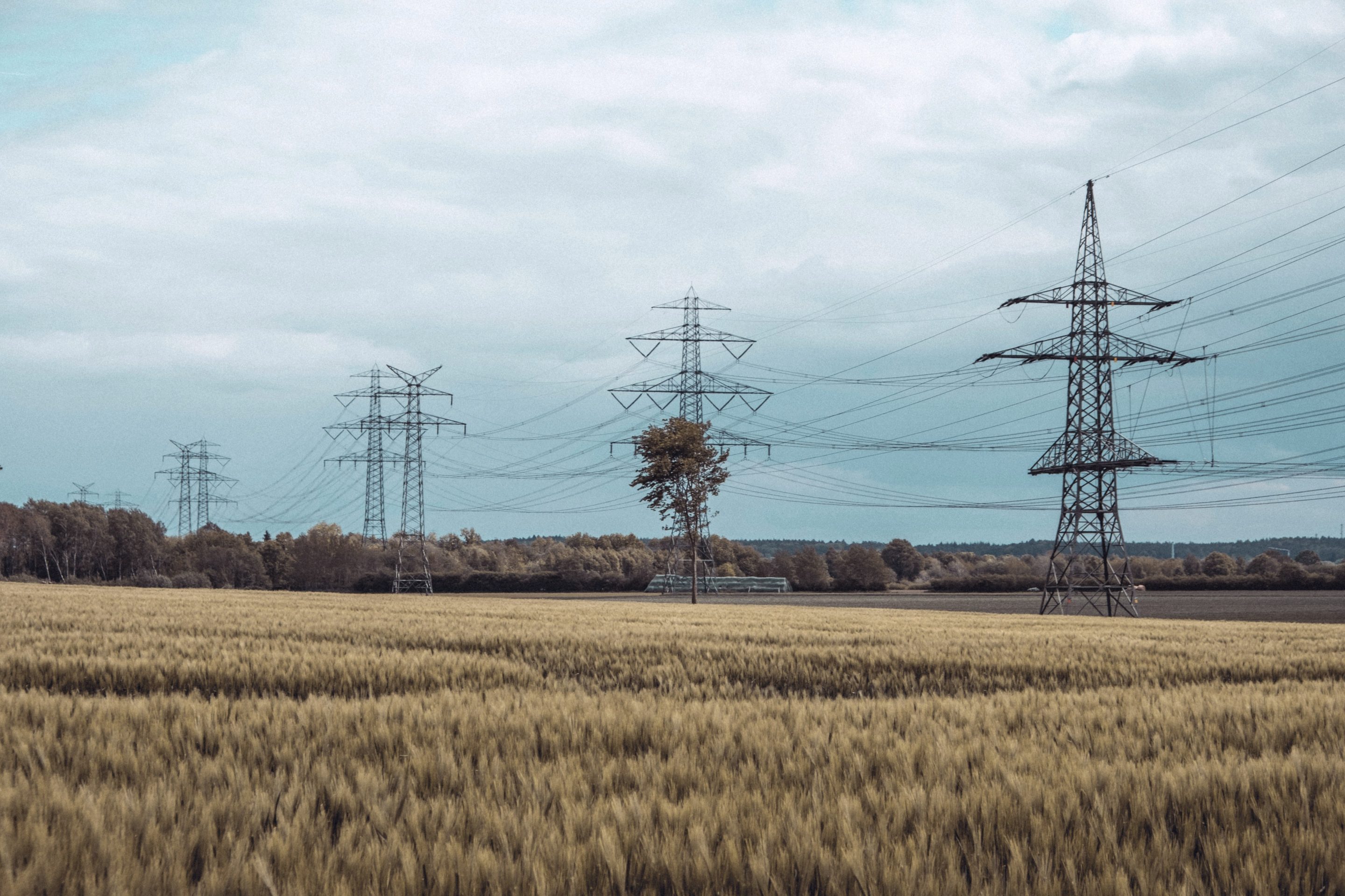 A ripe barley field running to a treeline, with a line of transmission pylons crossing the land behind it under flat overcast light